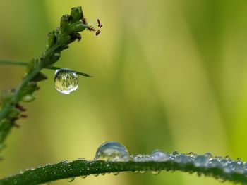 Close-up of wet plant