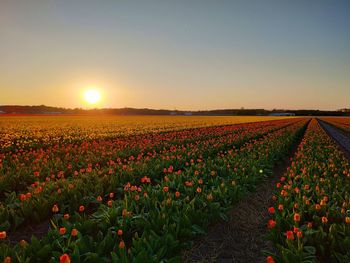 Scenic view of flowering plants on field against sky during sunset