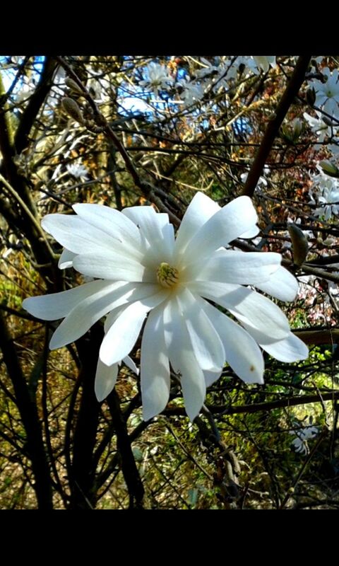 flower, petal, white color, growth, freshness, flower head, fragility, beauty in nature, pollen, close-up, nature, blooming, focus on foreground, tree, stamen, in bloom, single flower, blossom, white, day