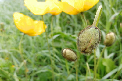 Close-up of yellow flowering plant on field