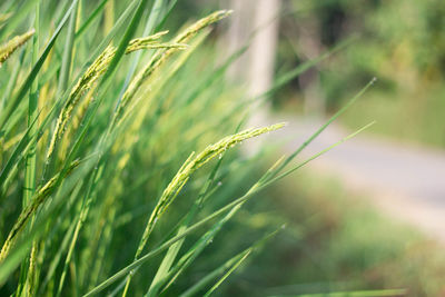 Close-up of stalks in field