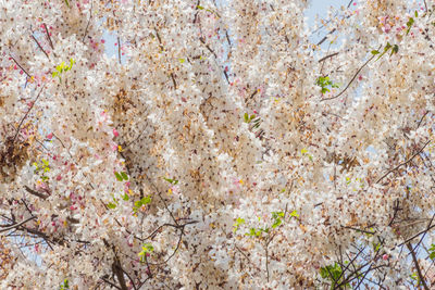 Full frame shot of cherry blossom against wall