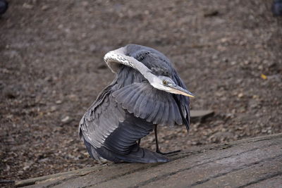 Close-up of a bird