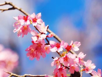 Close-up of pink cherry blossom