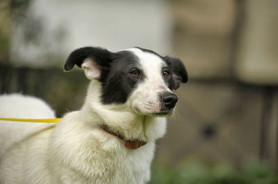 Close-up of dog looking away