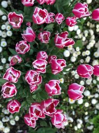 Close-up of pink flowering plants