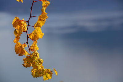 Close-up of yellow autumn leaves against sky