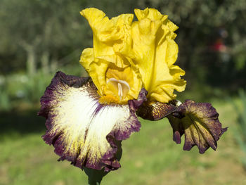 Close-up of wilted flower on field