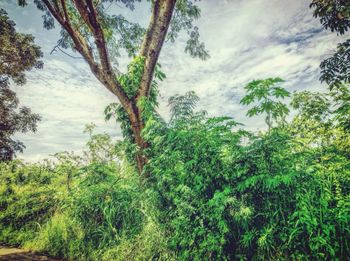 Low angle view of trees against sky