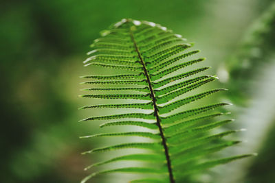 Close-up of plant