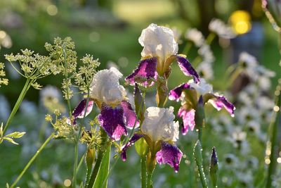 Close-up of purple flowering plant