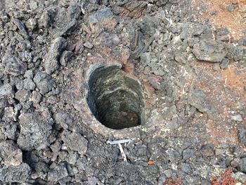 High angle view of shell on rock