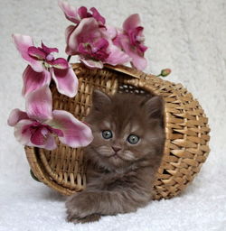 Cat looking away in basket