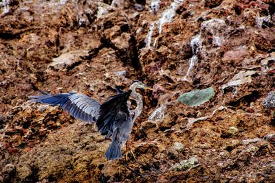 Bird flying over rock