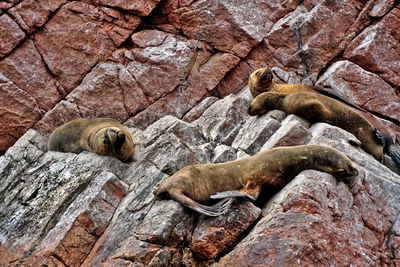 View of lizard on rock