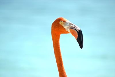 Close-up of bird against sky