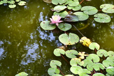 Lotus water lily in lake