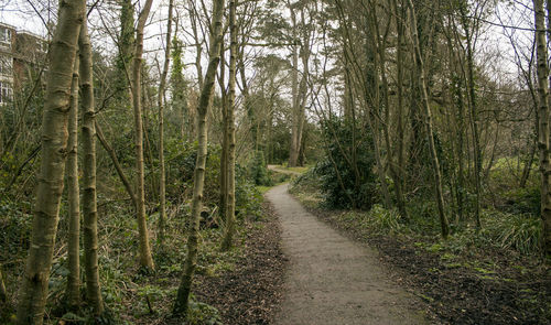 Dirt road amidst trees in forest