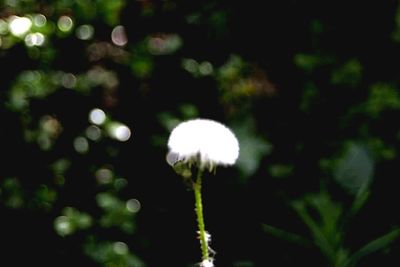 Close-up of flower against blurred background