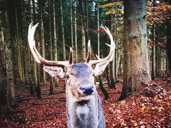 Deer in forest