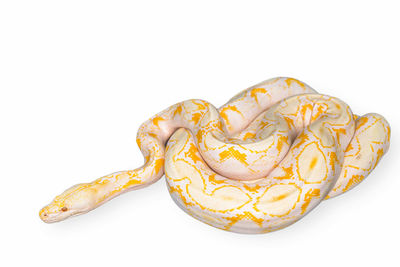 Close-up of cake against white background