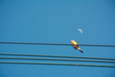 Low angle view of bird flying against blue sky