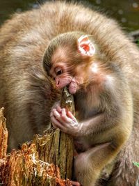 View of baby eating food