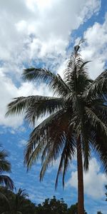 Low angle view of palm tree against sky