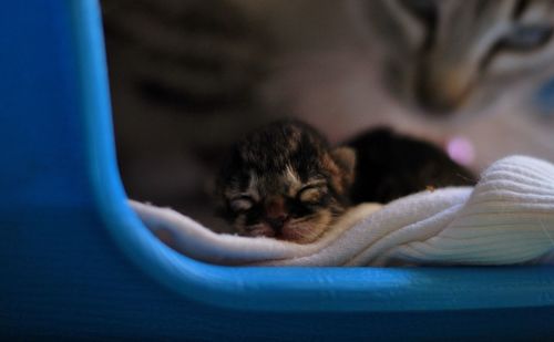 Newborn kitten sleeping