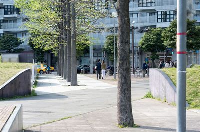 Walkway along trees in park