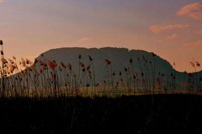 Silhouette plants on field against sky during sunset