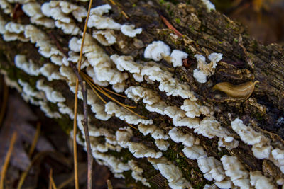 Close-up of mushrooms growing on tree trunk