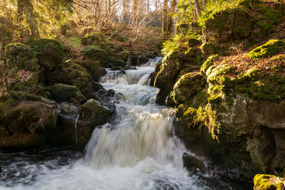 Scenic view of waterfall in forest