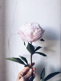 Close-up of hand holding white flowers