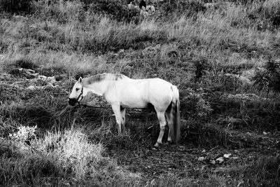 Side view of horse standing on field