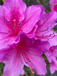 Close-up of pink rose flower