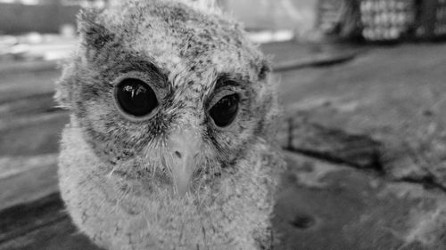 Close-up portrait of owl