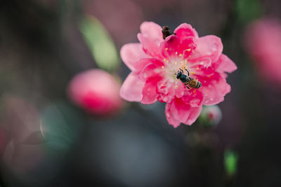 Close-up of insect on pink flower