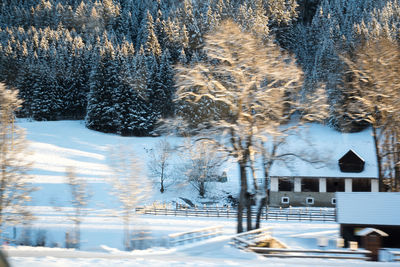 Snow covered pine trees in forest