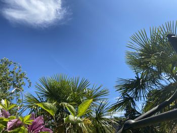 Low angle view of palm trees against blue sky