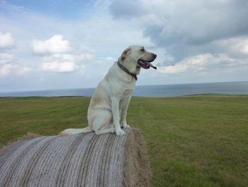 Dog sitting on hay bale