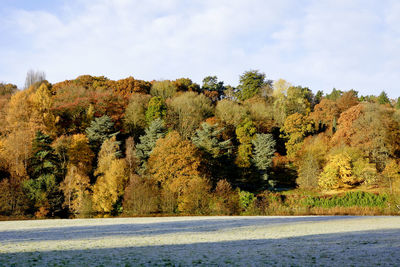 Trees by road against sky during autumn