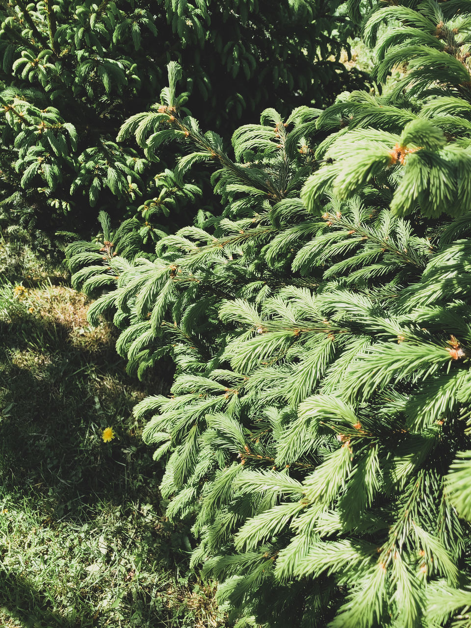 FULL FRAME SHOT OF PLANTS