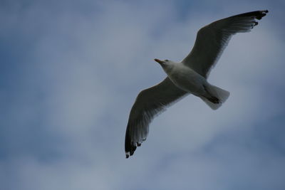 Low angle view of bird flying in sky