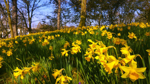 Flowers blooming in field