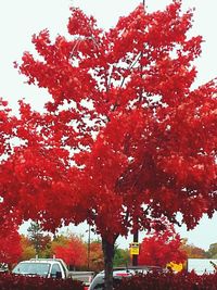 Red leaves on tree