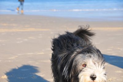 Close-up of dog at beach against sky