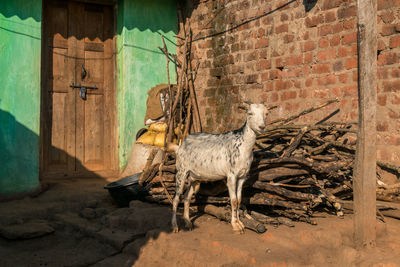 Horse standing against wall