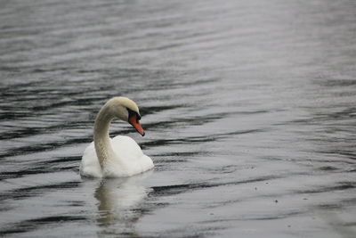 Swan swimming in lake