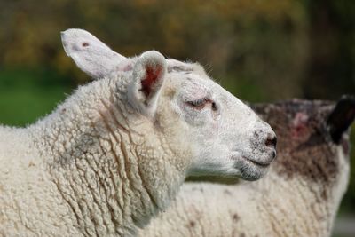 Close-up of sheep